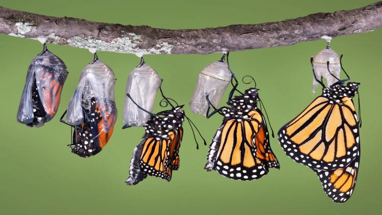 The Life Cycle of a Monarch Butterfly